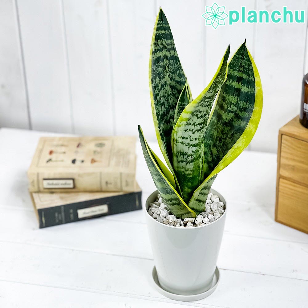 PLANCHU 観葉植物 サンセベリア スパーバ Sansevieria trifasciata ‘Superba’