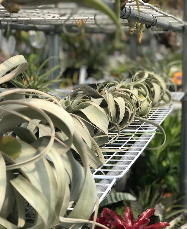 プランチュ 観葉植物 エアプランツ 食虫植物 インテリア植物のお店