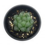 多肉植物 ハオルチア 青水晶 2.5号鉢