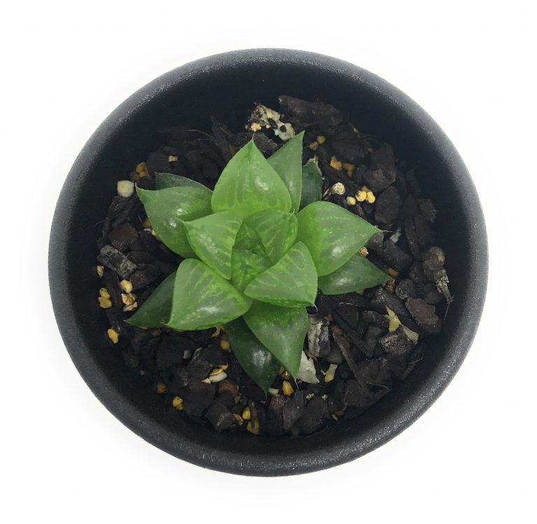 多肉植物 ハオルチア 玉緑 2.5号鉢