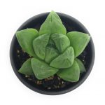 多肉植物 ハオルチア 宝草 2.5号鉢