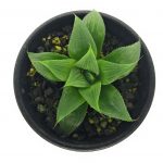 多肉植物 ハオルチア マグニフィカ 交配種 2.5号鉢