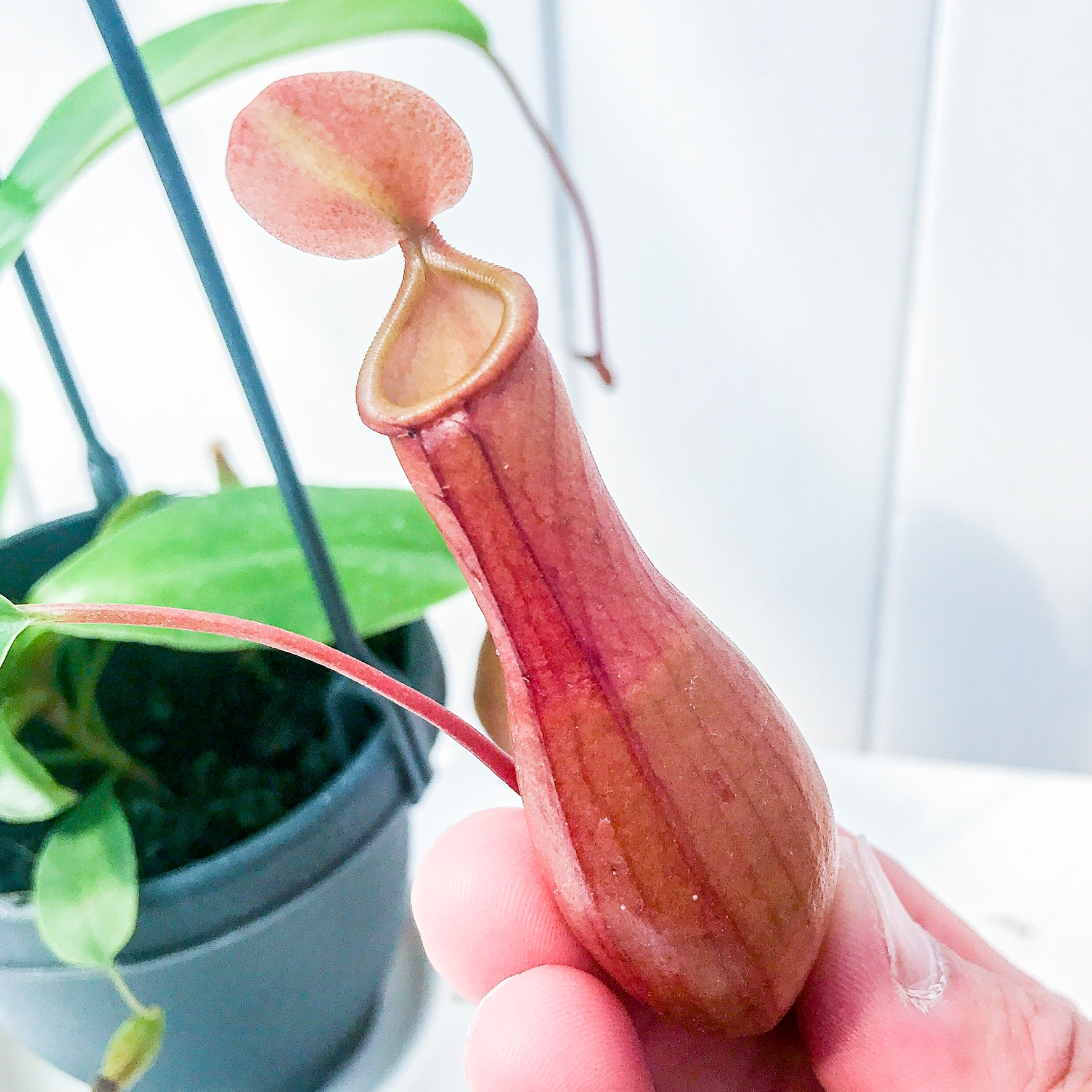 ピッチャーボトル かわいい食虫植物 ウツボカズラ ネペンテス属 を楽しもう プランチュ 通販専門 観葉植物 エアプランツ 食虫植物 インテリアプランツのお店