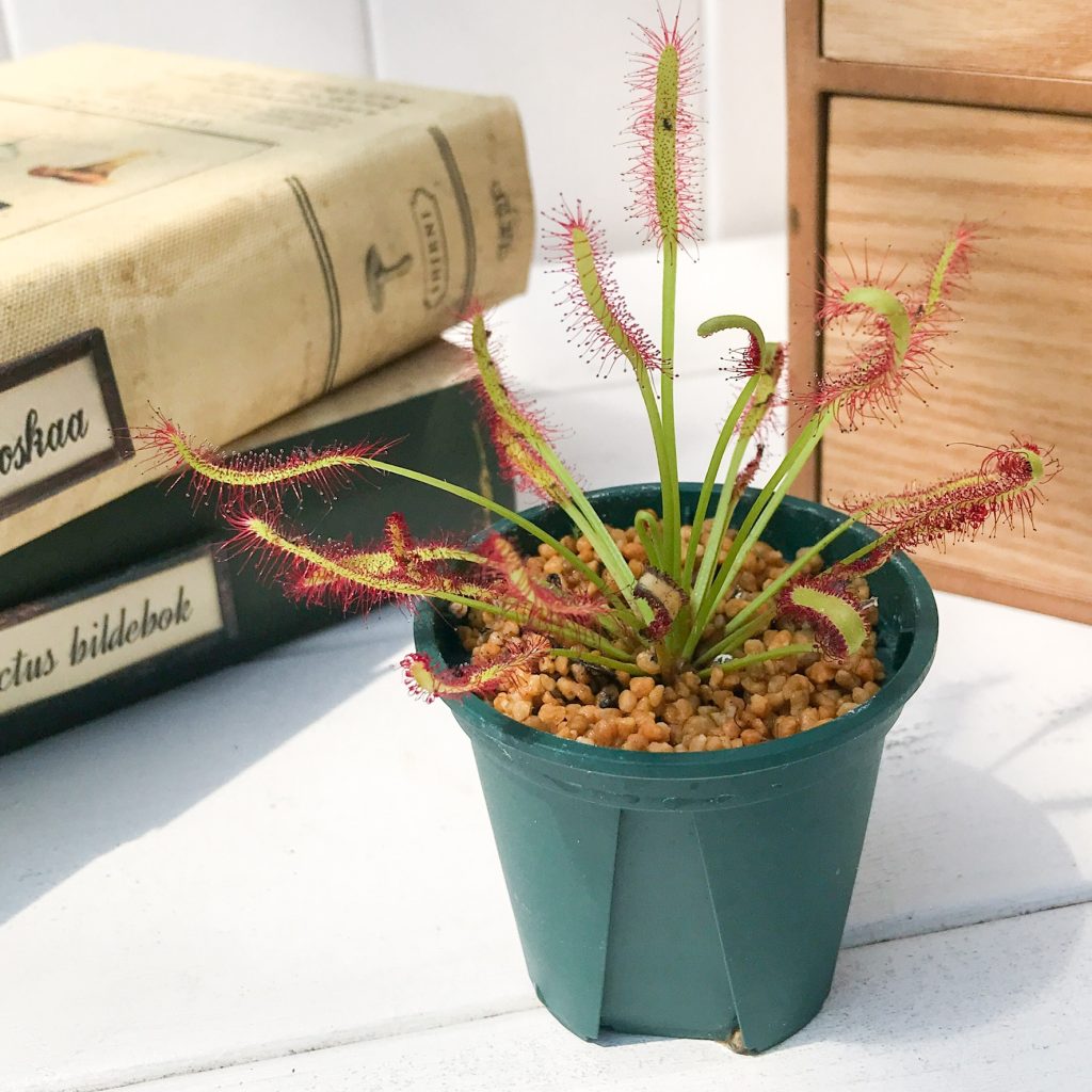 食虫植物 モウセンゴケ ドロセラ カペンシス の魅力をご紹介 プランチュ 通販専門 観葉植物 エアプランツ 食虫植物 インテリアプランツのお店