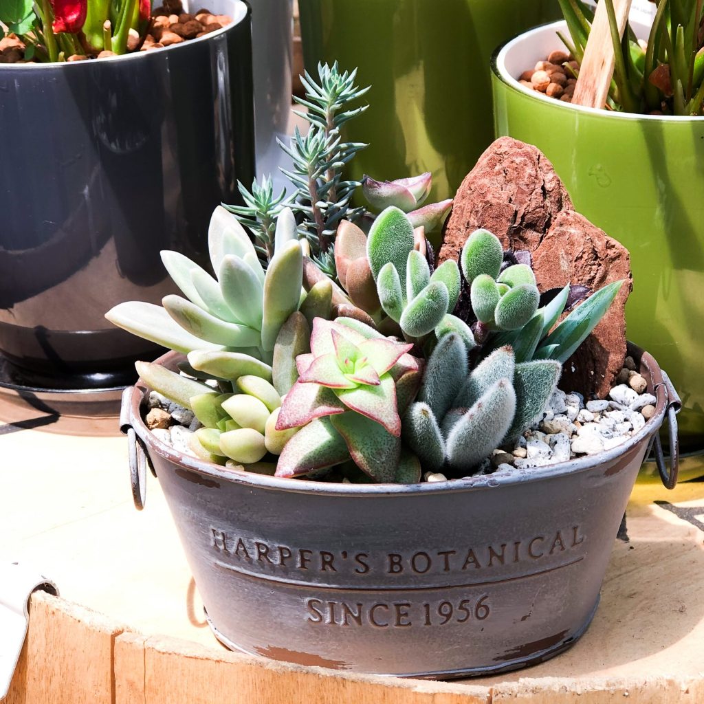 店舗限定 父の日のプレゼントに かっこいい多肉寄せ植え プランチュ 通販専門 観葉植物 エアプランツ 食虫植物 インテリアプランツのお店