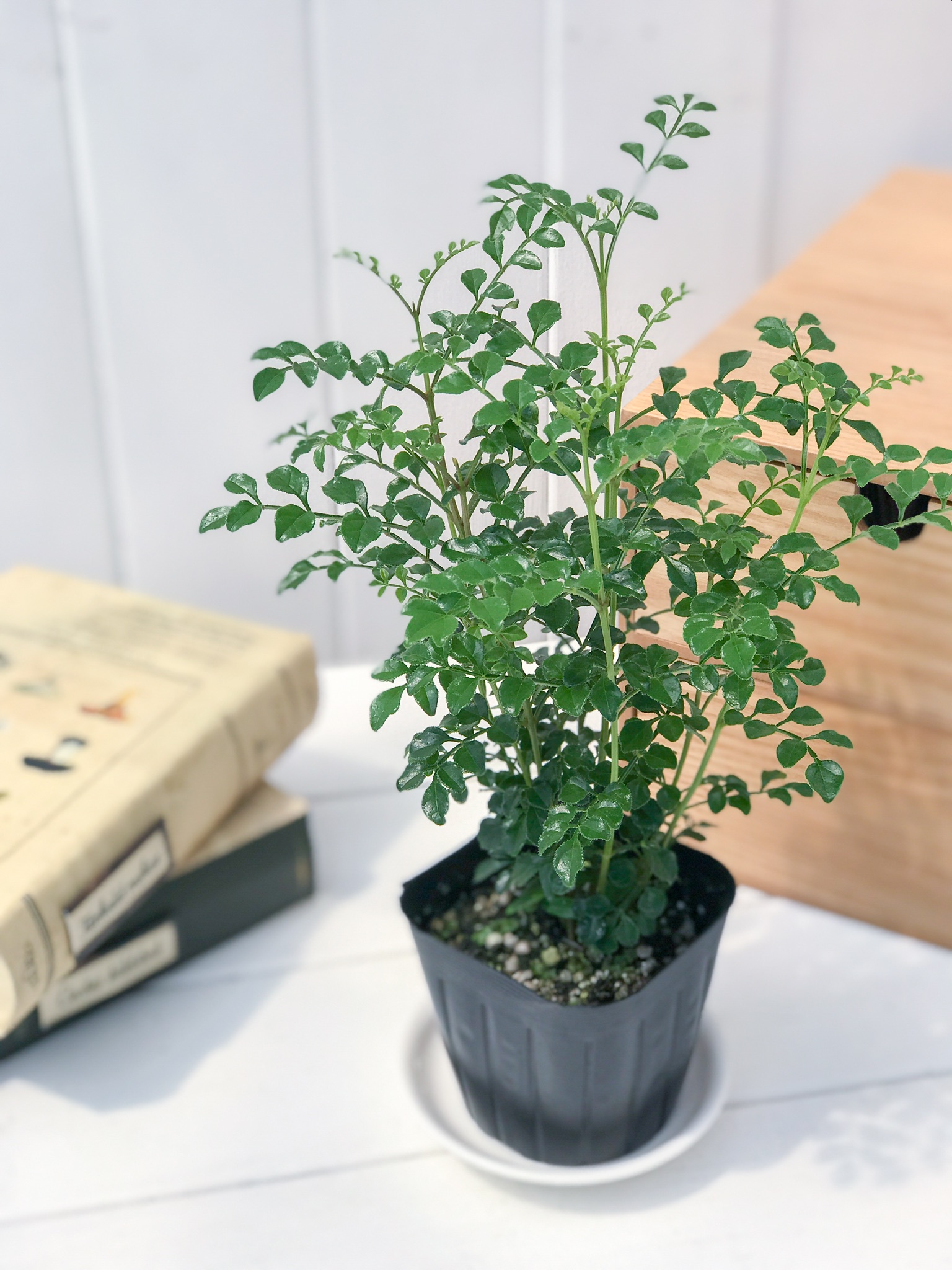 観葉植物 シマトネリコ 3号ポット Fraxinus Griffithii プランチュ 通販専門 観葉植物 エアープランツ 食虫植物 インテリア雑貨のお店