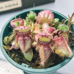 食虫植物 セファロタス フォリキュラリス は1属1種の珍しい食虫植物