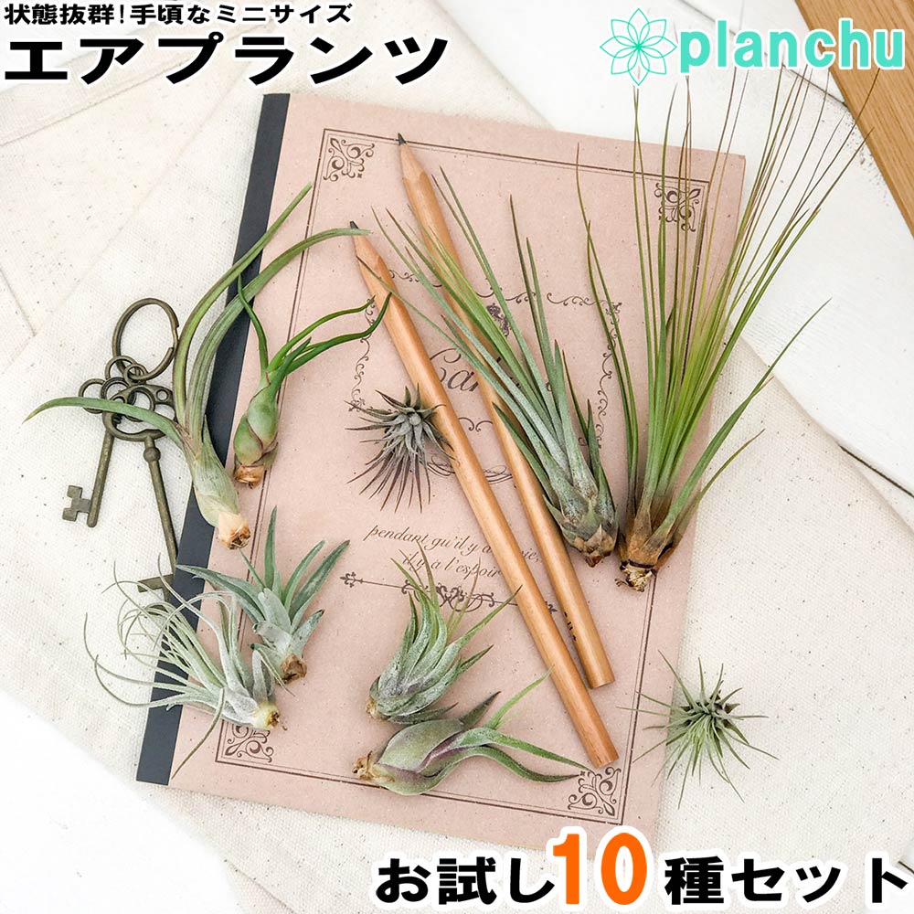 PLANCHU500104 メール便発送 エアプランツ ティランジア お試し10種セット 育て方説明書付き 初心者向き エアープランツ チランジア Tillandsia