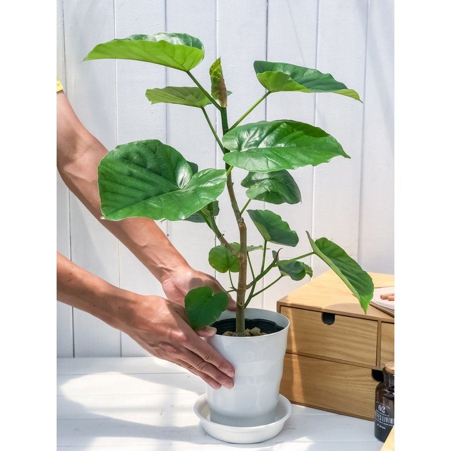 観葉植物 フィカス ウンベラータ 6号鉢 Ficus umbellata – プランチュ