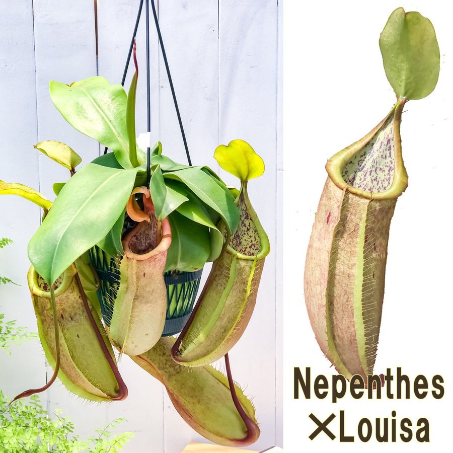 食虫植物 ウツボカズラ ネペンテス ルイーザ 5号吊り鉢 Nepenthes 