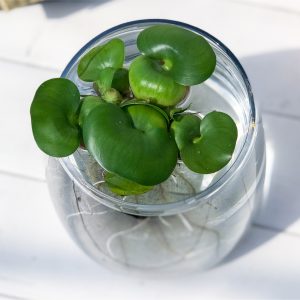 今人気の浮き草 浮草 サルビニア ククラータ プランチュ 通販専門 観葉植物 エアプランツ 食虫植物 インテリアプランツのお店