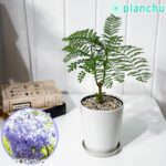 PLANCHU 観葉植物 ジャカランダ ミモシフォリア Jacaranda mimosifolia 世界三大花木