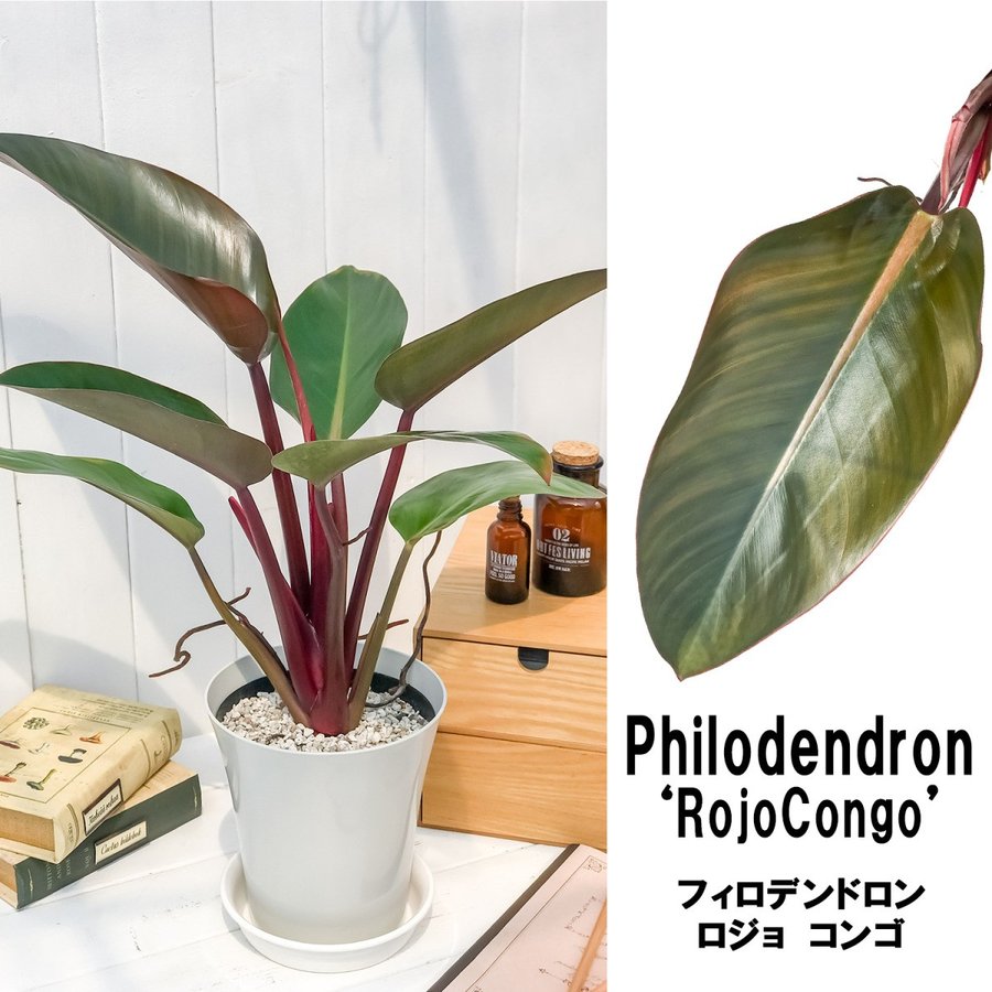 観葉植物 フィロデンドロン ロジョコンゴ 6号鉢 Philodendron Rojo Congo プランチュ 通販専門 観葉植物 エアープランツ 食虫植物 インテリア雑貨のお店