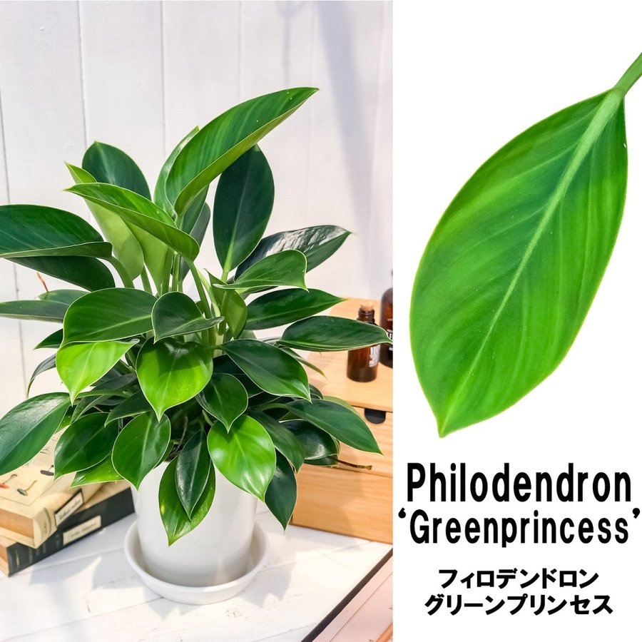 観葉植物 フィロデンドロン グリーンプリンセス 6号鉢 Philodendron 'Green Princess' プランチュ｜通販専門  観葉植物・エアプランツ・食虫植物・インテリアプランツのお店