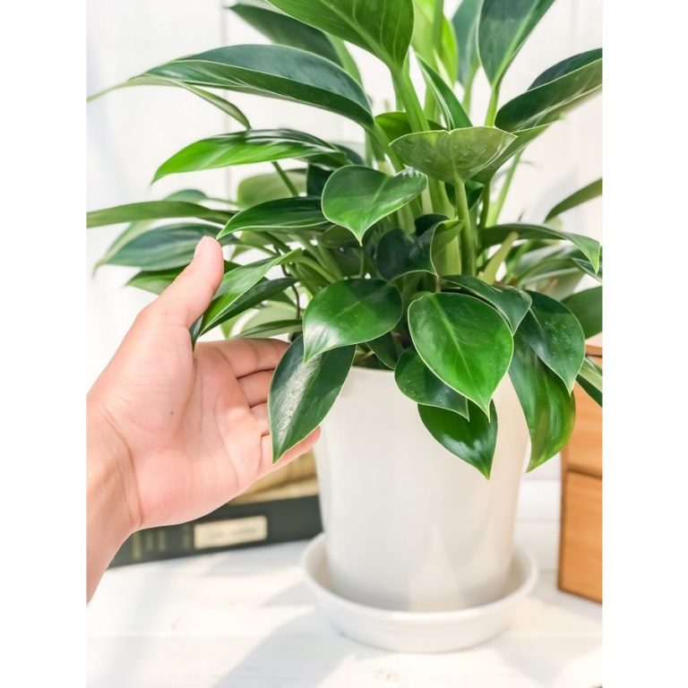 観葉植物 フィロデンドロン グリーンプリンセス は白いお部屋によく似合う！？ プランチュ｜通販専門 観葉植物・エアプランツ・食虫植物