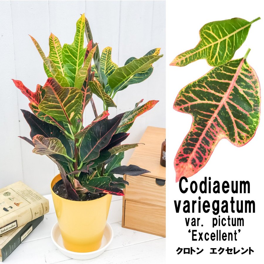 観葉植物 クロトン エクセレント 5号鉢 Codiaeum Variegatum Var Pictum Excellent プランチュ 通販専門 観葉植物 エアプランツ 食虫植物 インテリアプランツのお店