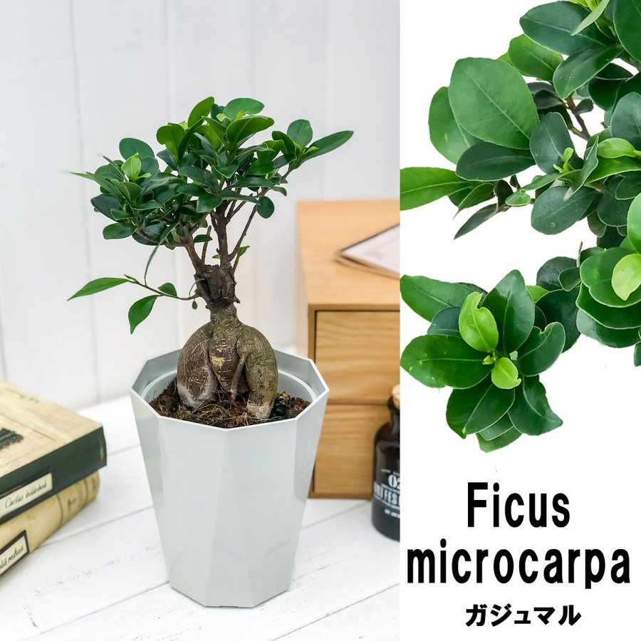 観葉植物 ガジュマル Ficus Microcarpa 選べる鉢色4号鉢 プランチュ 通販専門 観葉植物 エアプランツ 食虫 植物 インテリアプランツのお店
