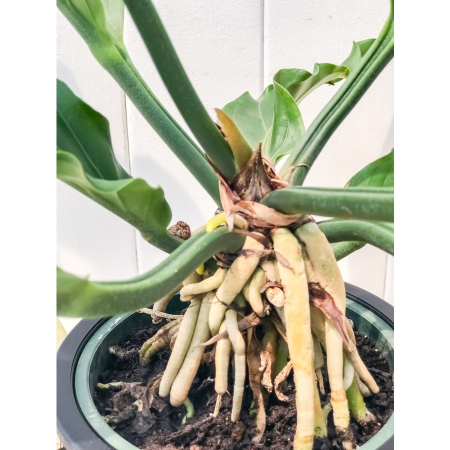 観葉植物 アンスリウム フーケリー 5号鉢 Anthurium hookeri | プランチュ｜通販専門 観葉植物・エアプランツ・食虫植物 ・インテリアプランツのお店