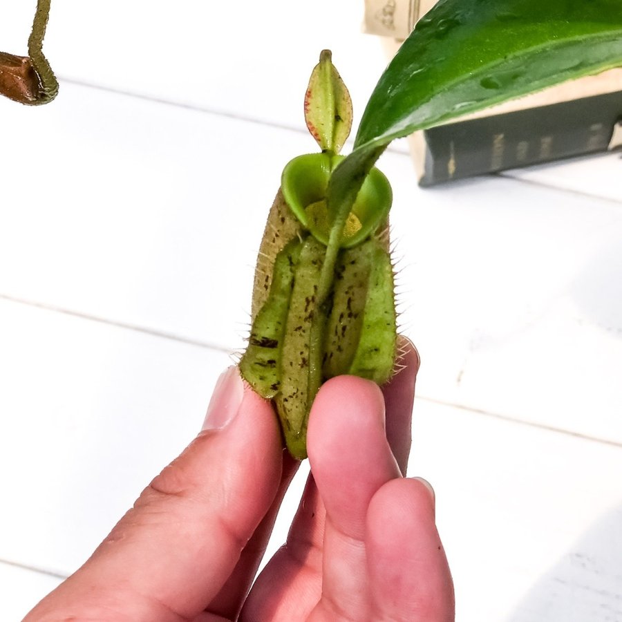 食虫植物 ウツボカズラ ネペンテス アンプラリア 5号鉢 Nepenthes 
