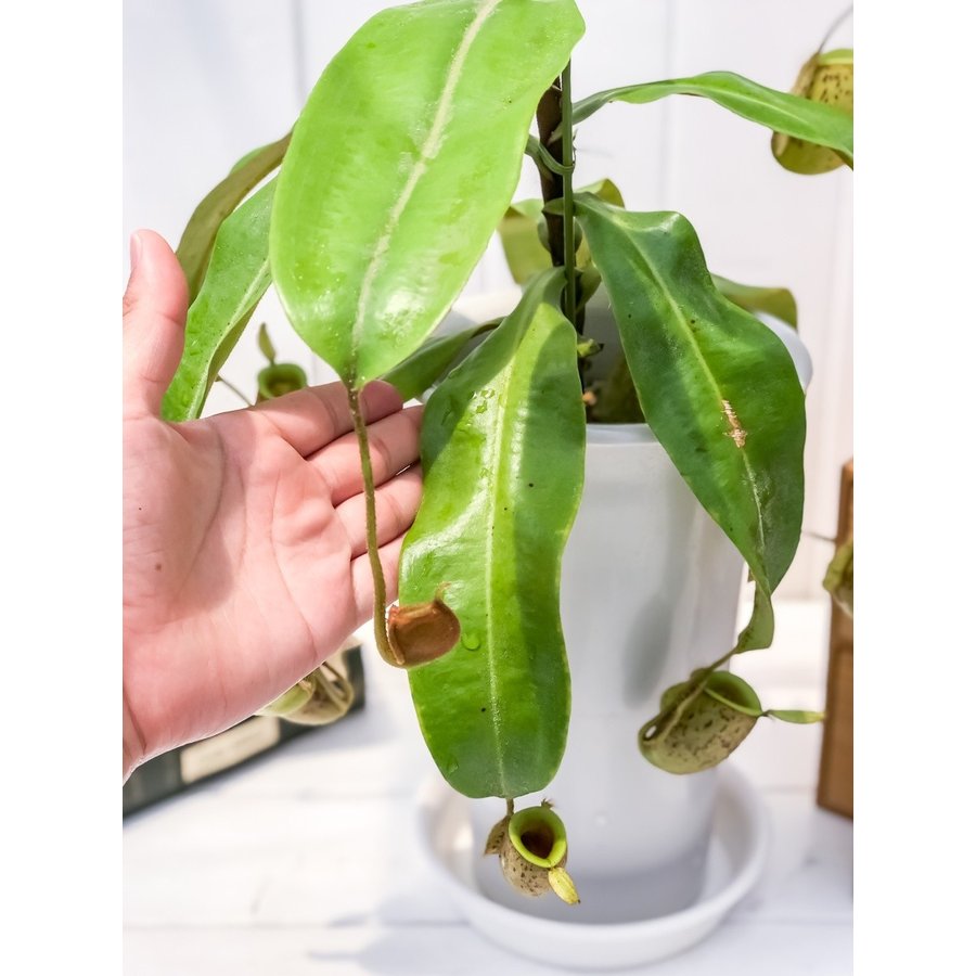 食虫植物 ウツボカズラ ネペンテス アンプラリア 5号鉢 Nepenthes 