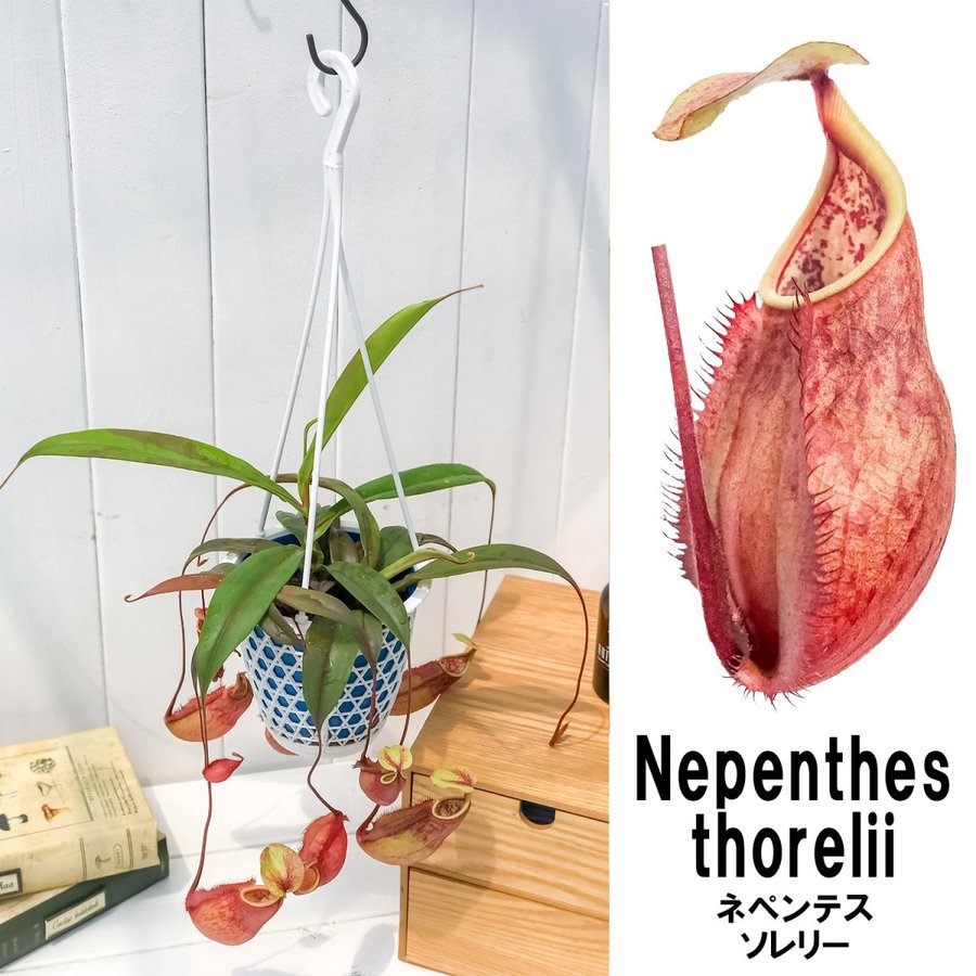 食虫植物 ウツボカズラ ネペンテス ソレリー 4号吊り鉢 Nepenthes