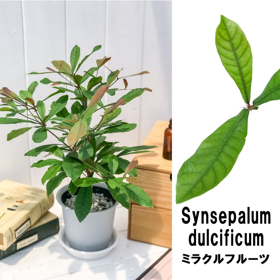 熱帯果樹 ミラクルフルーツ 4号鉢 Synsepalum dulcificum トロピカル