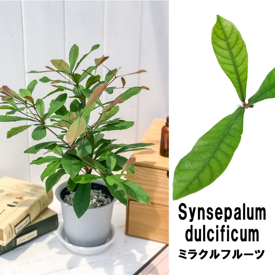 熱帯果樹 ミラクルフルーツ 4号鉢 Synsepalum dulcificum トロピカル 