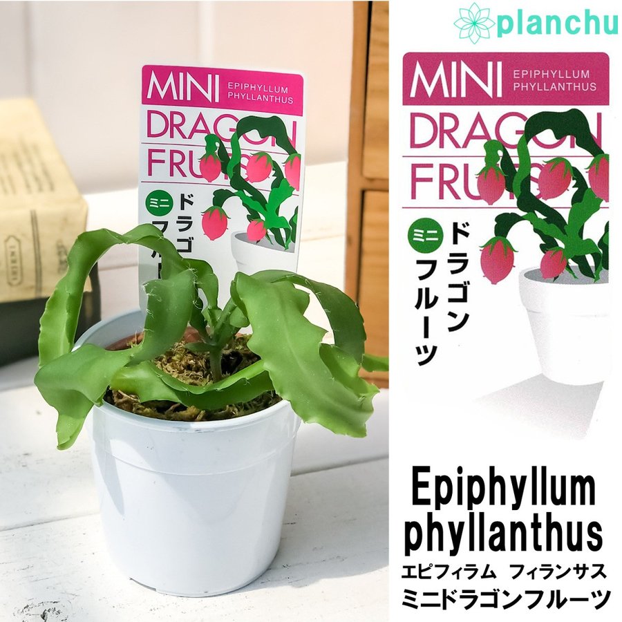 ミニドラゴンフルーツ エピフィラム フィランサス 2 5号鉢 Epiphyllum Phyllanthus プランチュ 通販専門 観葉植物 エアプランツ 食虫植物 インテリアプランツのお店
