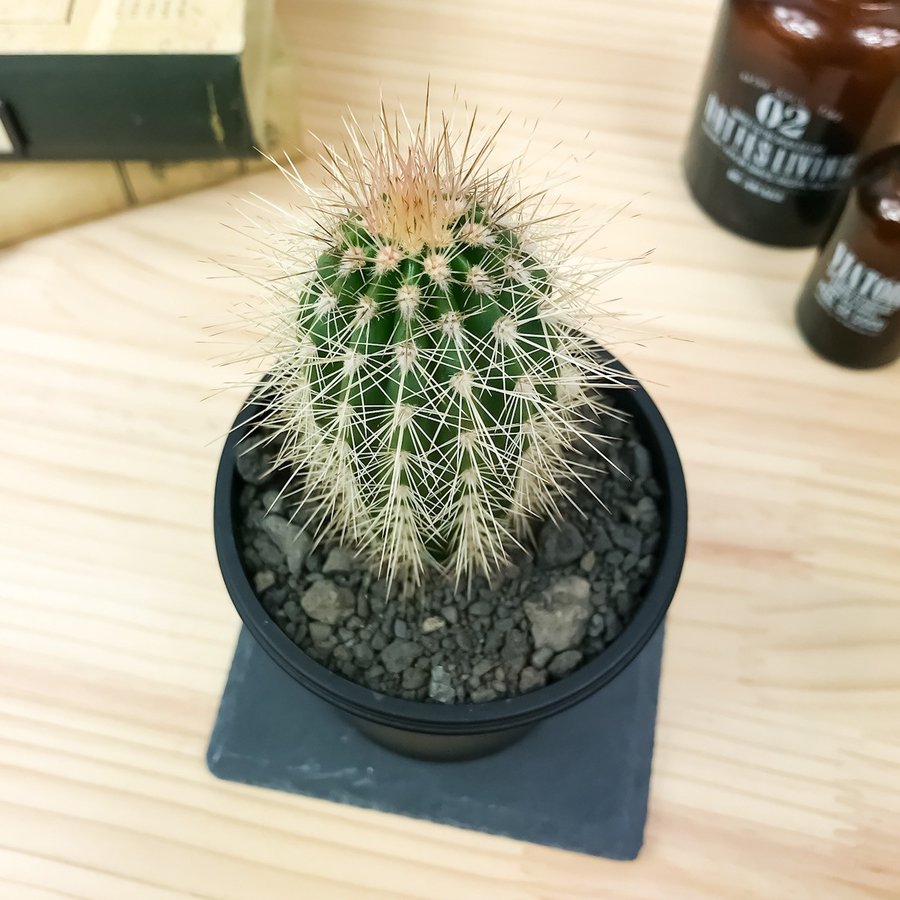 サボテン パキケレウス 武倫柱 ぶりんちゅう 3号鉢 Pachycereus