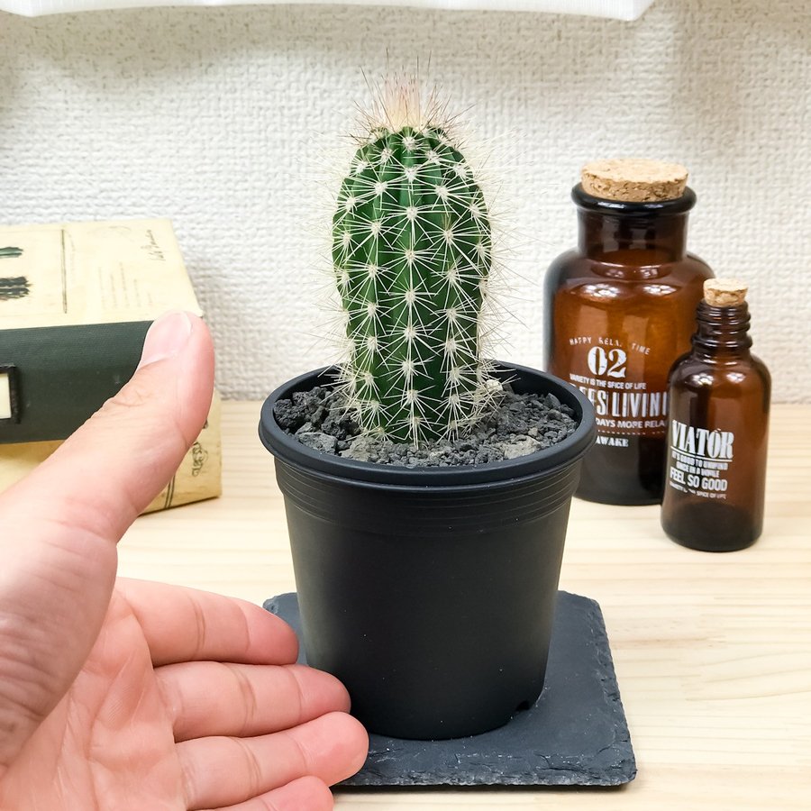 サボテン パキケレウス 武倫柱 ぶりんちゅう 3号鉢 Pachycereus ...