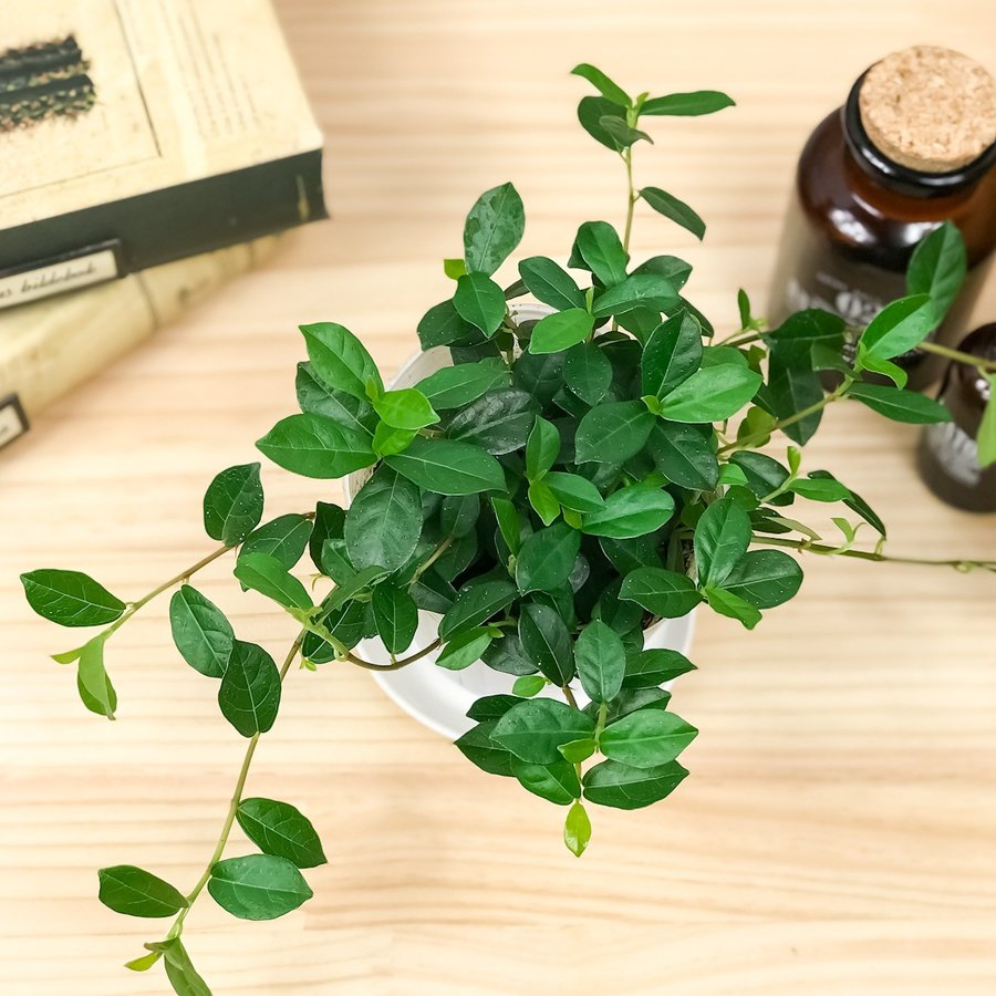 観葉植物 フィカス シャングリラ 3号ポット Ficus vaccinioides つる性