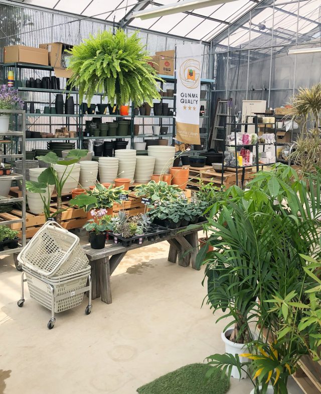 プランチュ 観葉植物 エアープランツ 食虫植物 インテリア雑貨のお店
