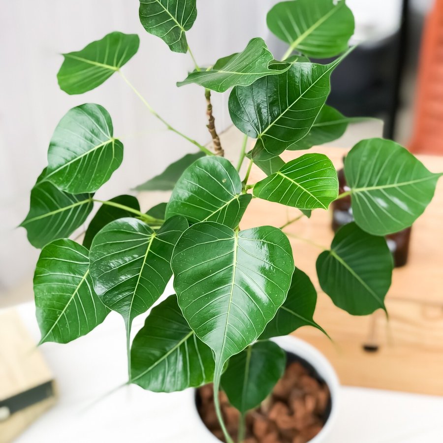 観葉植物 インドボダイジュ フィカス レリジオーサ 5号鉢 受け皿付き 説明書付き Ficus Religiosa 印度菩提樹 テンジクボダイジュ プランチュ 通販専門 観葉植物 エアープランツ 食虫植物 インテリア雑貨のお店