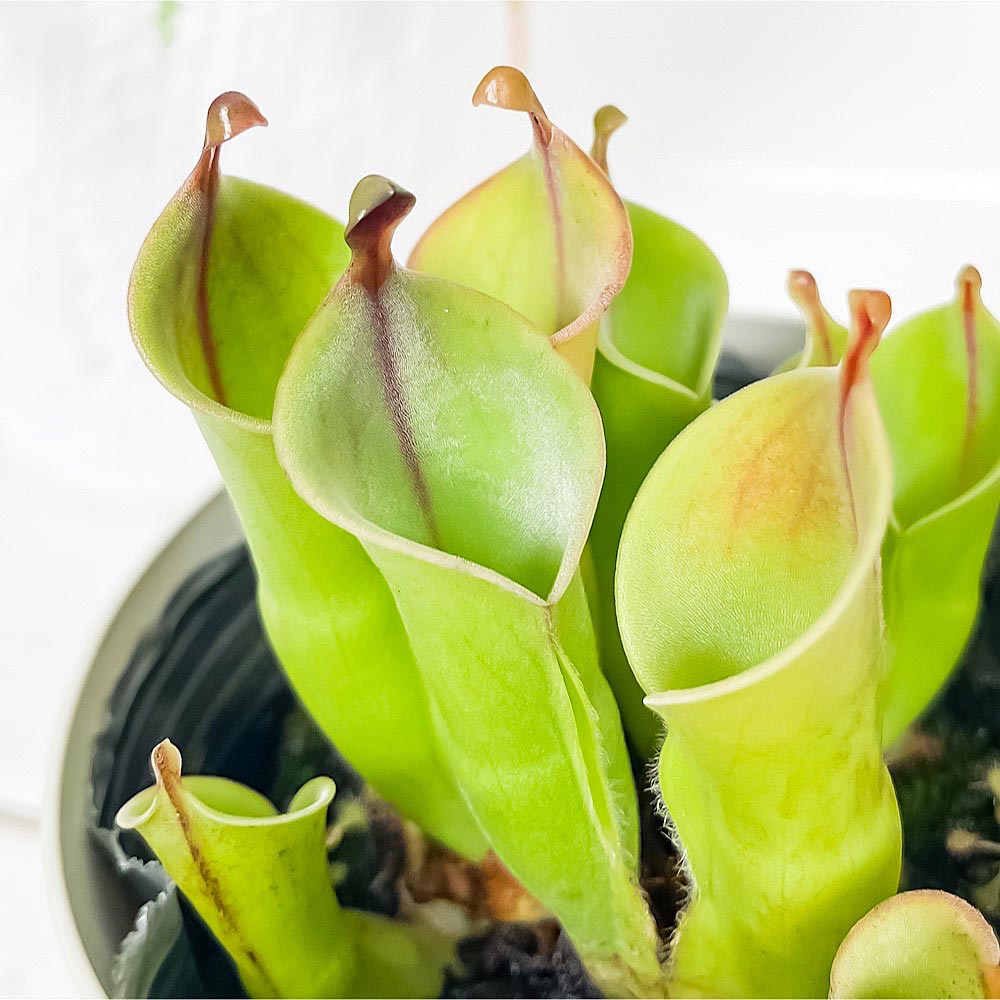 PLANCHU 食虫植物 ヘリアンフォラ Helianphora – プランチュ オフィシャルサイト｜熱帯観葉植物・エアプランツ・食虫植物 ・インテリアプランツのお店