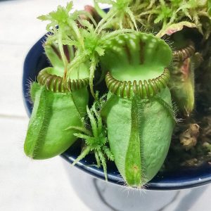 食虫植物 セファロタス フォリキュラリス は1属1種の珍しい食虫植物 プランチュ 通販専門 観葉植物 エアプランツ 食虫植物 インテリアプランツのお 店