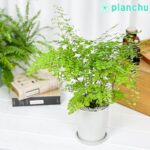 アジアンタム フラグランス Adiantum raddianum ‘Fragrans’
