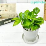 ポトス グローバルグリーン Epipremnum aureum ‘Global Green’