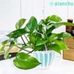 ポトス パーフェクトグリーン Epipremnum aureum ‘Perfect Green’