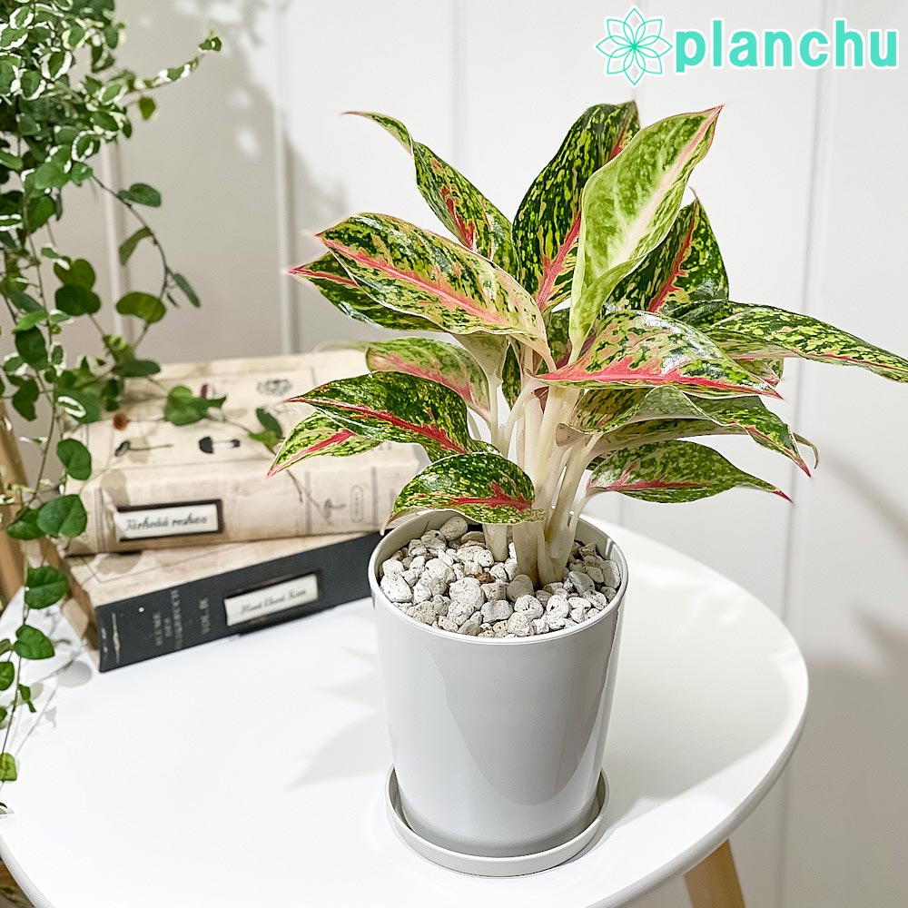 アグラオネマ ナイトスパーク Aglaonema ‘Night Spark’