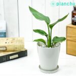 ストレリチア レギネ Strelitzia reginae 極楽鳥花