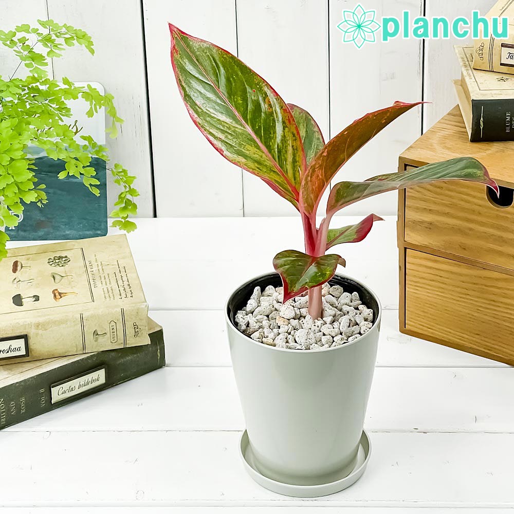 アグラオネマ レッドゴールド Aglaonema ‘Red Gold’