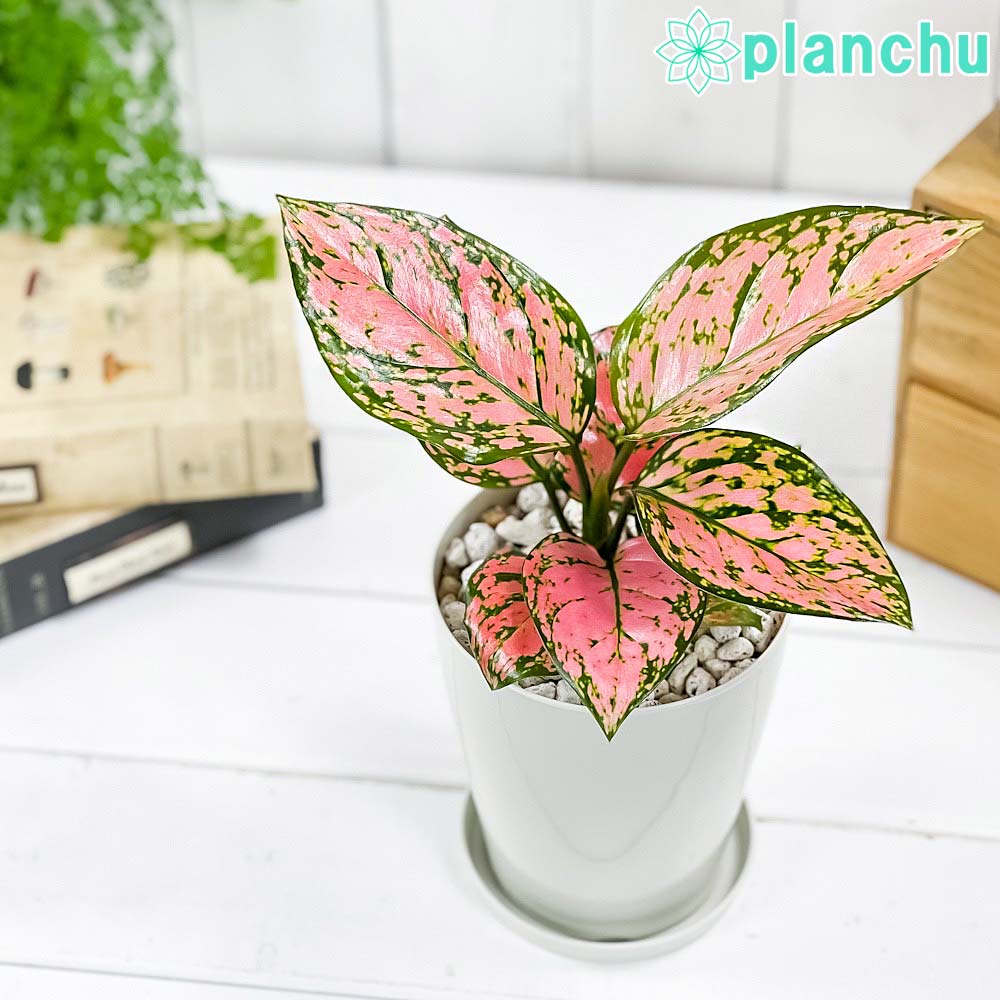 アグラオネマ レディバレンタイン Aglaonema ‘Lady Valentine’