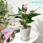 アンスリウム ジゾウ Anthurium ‘Zizou’