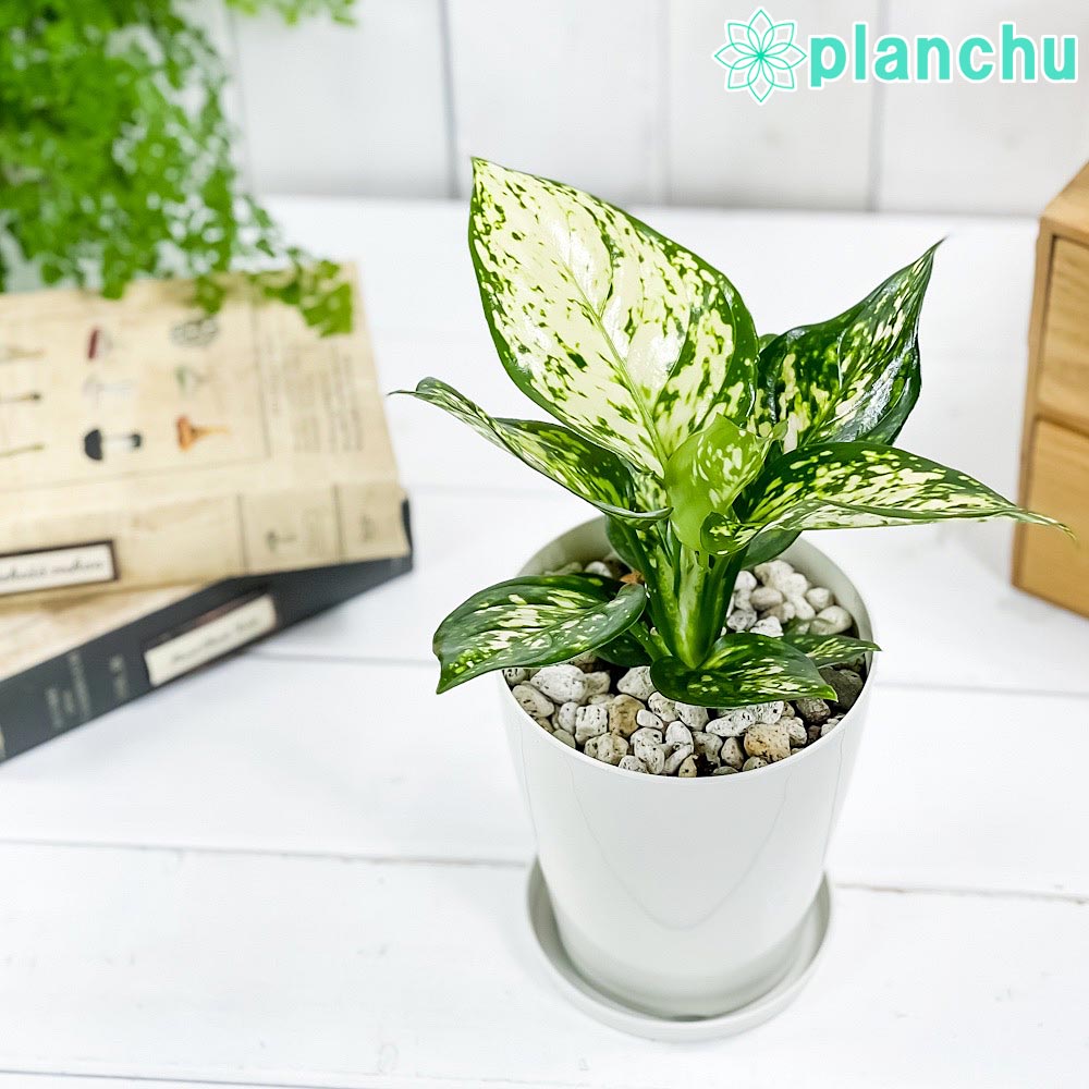 アグラオネマ エイリーン Aglaonema ‘Eileen’