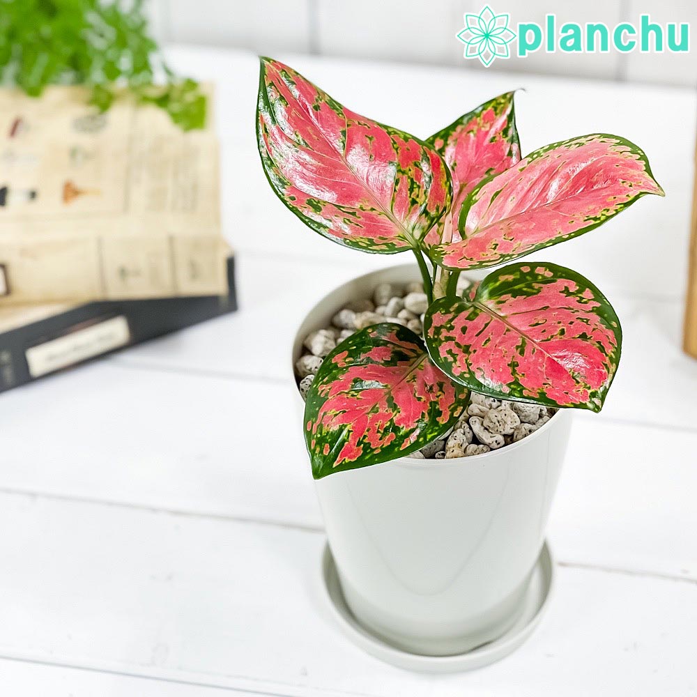 アグラオネマ ビューティー Aglaonema ‘Beauty’