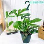 ハブカズラ Epipremnum pinnatum エピプレムナム ピンナツム