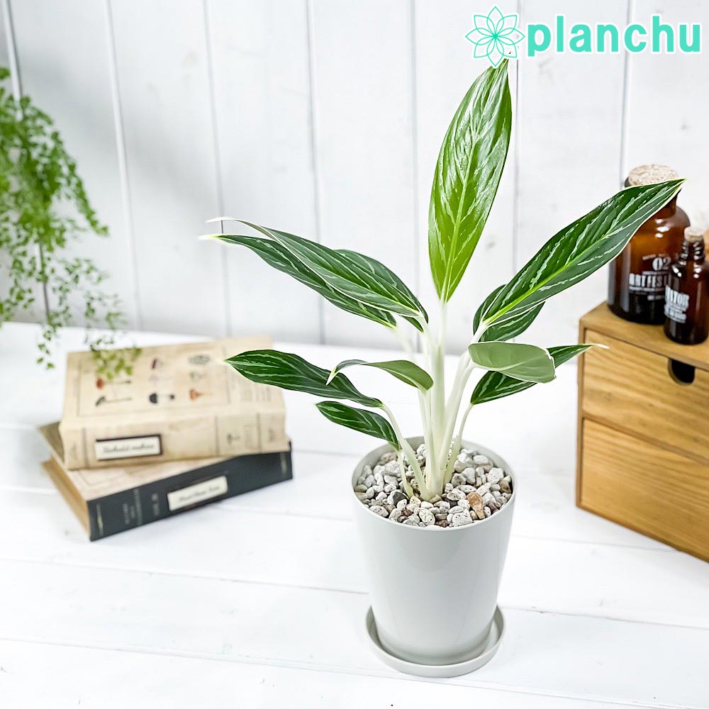 アグラオネマ スノーホワイト Aglaonema ‘Snow White’