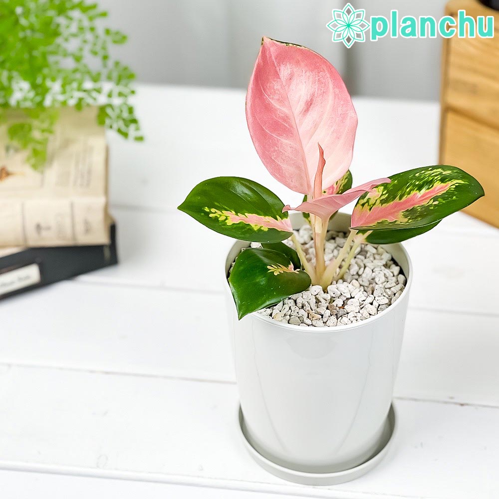 アグラオネマ チャイナレッド Aglaonema ‘China Red’