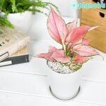 アグラオネマ オースピシャスレッド Aglaonema ‘Auspicious Red’