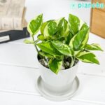 ポトス エメラルド Epipremnum aureum ‘N'Joy Lime’